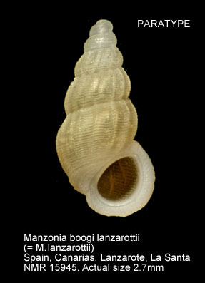 Manzonia boogi lanzarottii.jpg - PARATYPEManzonia boogi lanzarottii(= Manzonia lanzarottii)Moolenbeek & Faber, 1987